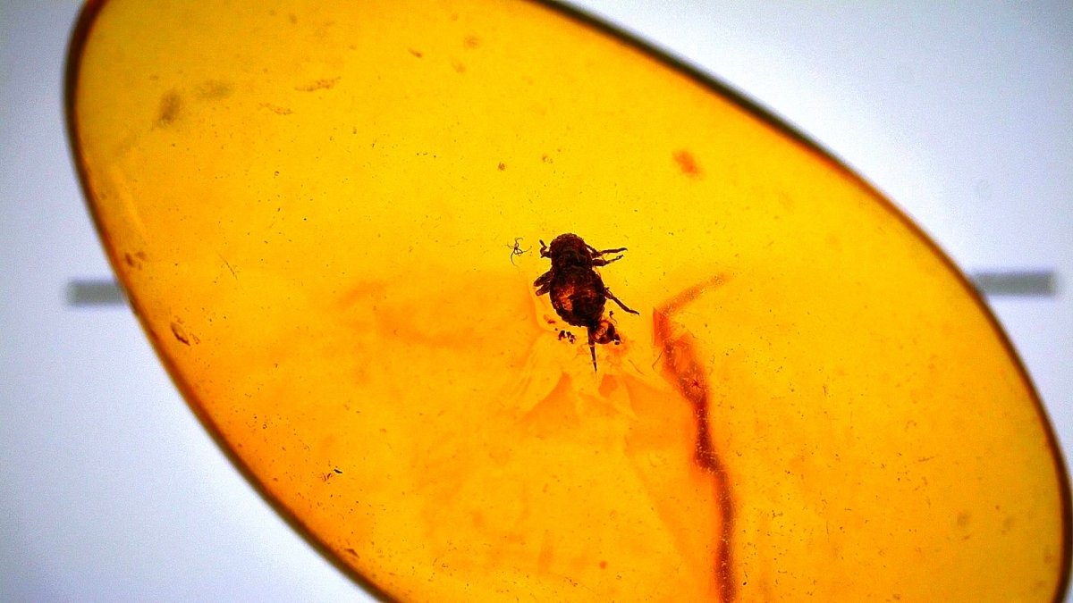 Baltic Amber fossil with an Aphidoidea Species (Aphid) - FossilsAndMore