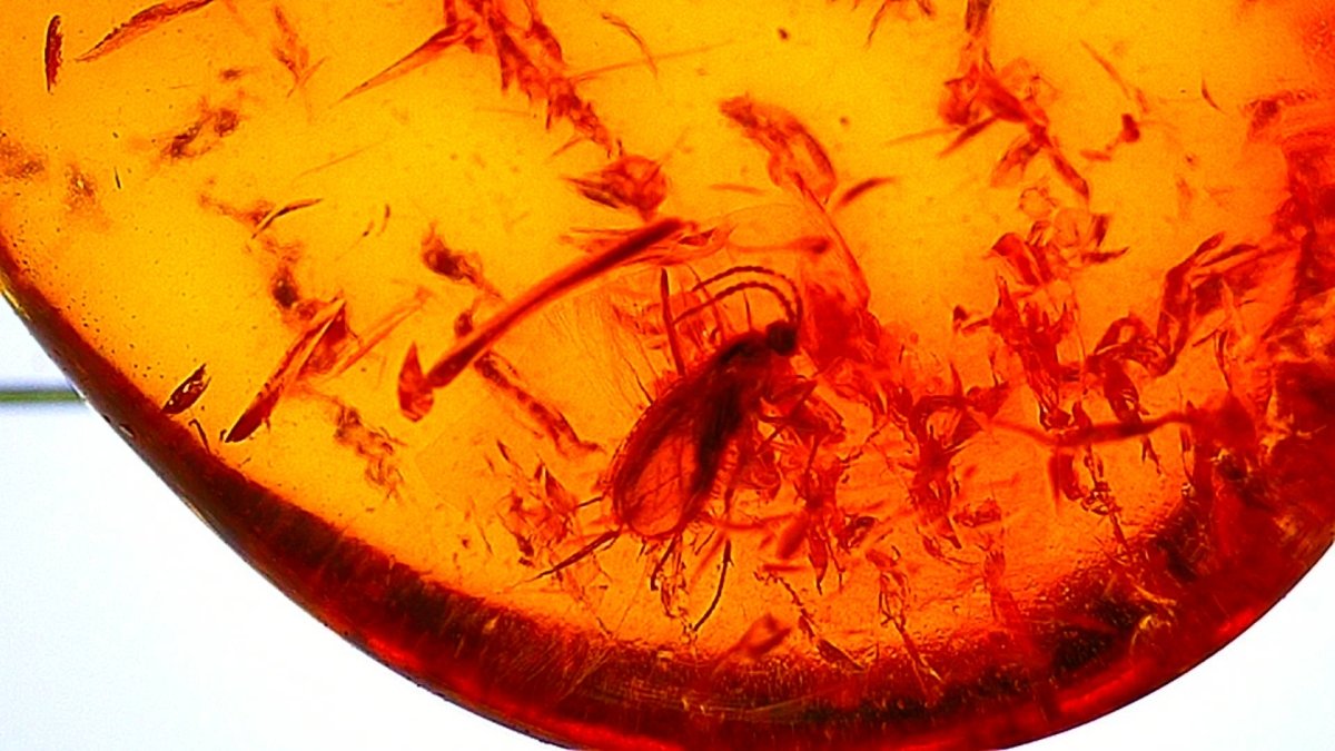 Baltic Amber fossil with an Neuroptera Species (Lacewing) - FossilsAndMore