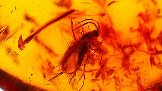 Baltic Amber fossil with an Neuroptera Species (Lacewing) - FossilsAndMore