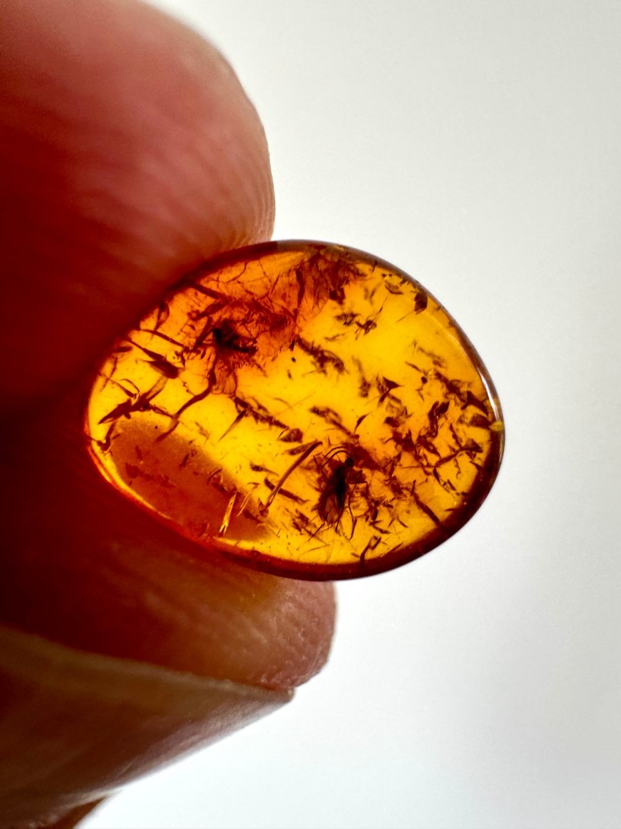 Baltic Amber fossil with an Neuroptera Species (Lacewing) - FossilsAndMore