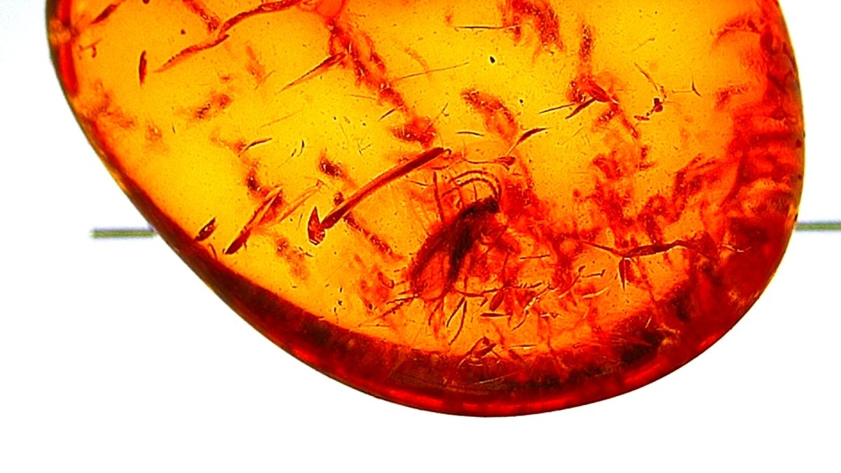 Baltic Amber fossil with an Neuroptera Species (Lacewing) - FossilsAndMore