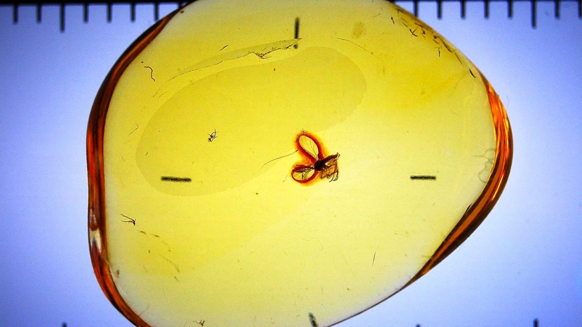 Baltic Amber fossil with Fly Species insect - Eocene, Baltic Sea Region - FossilsAndMore