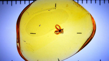 Baltic Amber fossil with Fly Species insect - Eocene, Baltic Sea Region - FossilsAndMore