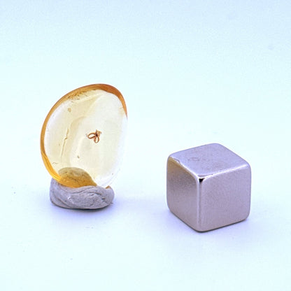 Baltic Amber fossil with Fly Species insect - Eocene, Baltic Sea Region - FossilsAndMore