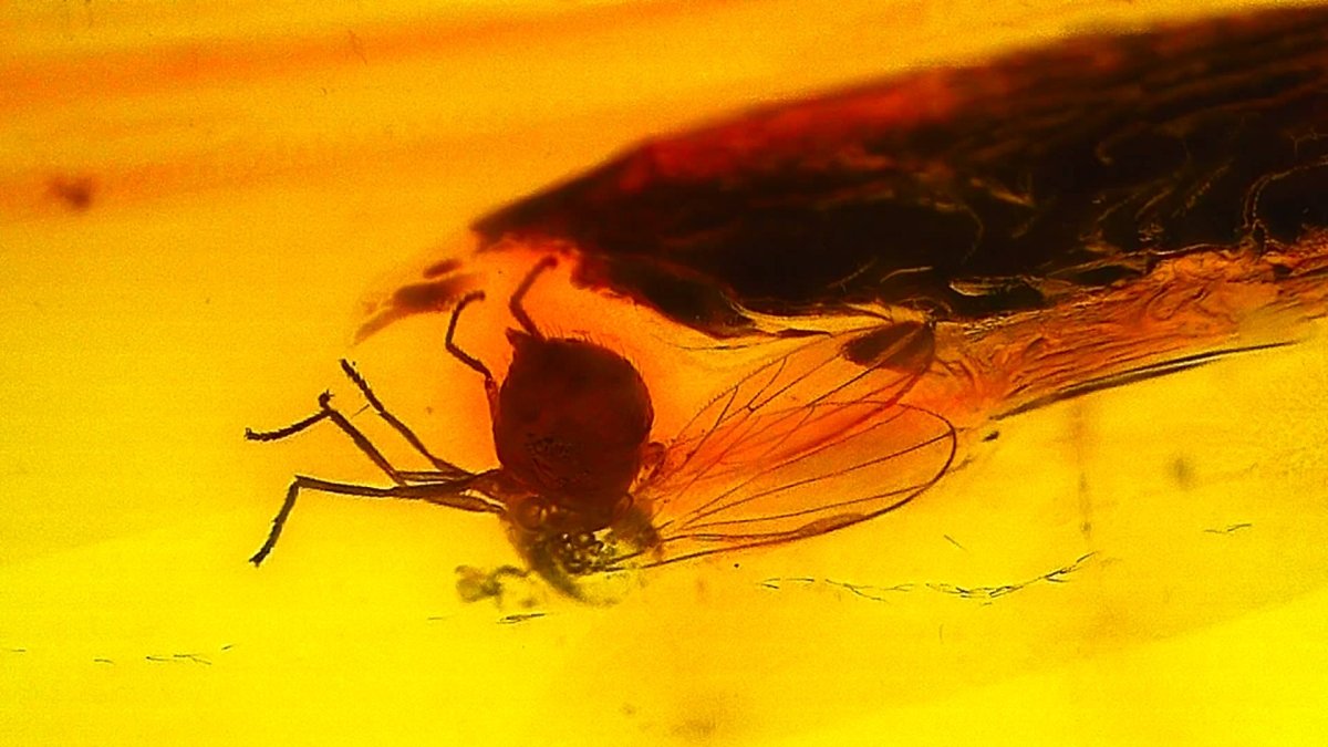 Baltic Amber fossil with Fly Species insect - Eocene, Baltic Sea Region - FossilsAndMore
