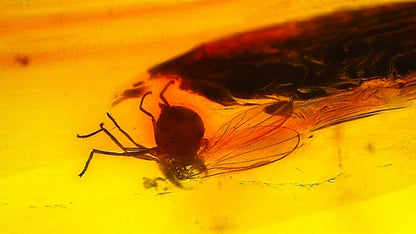 Baltic Amber fossil with Fly Species insect - Eocene, Baltic Sea Region - FossilsAndMore