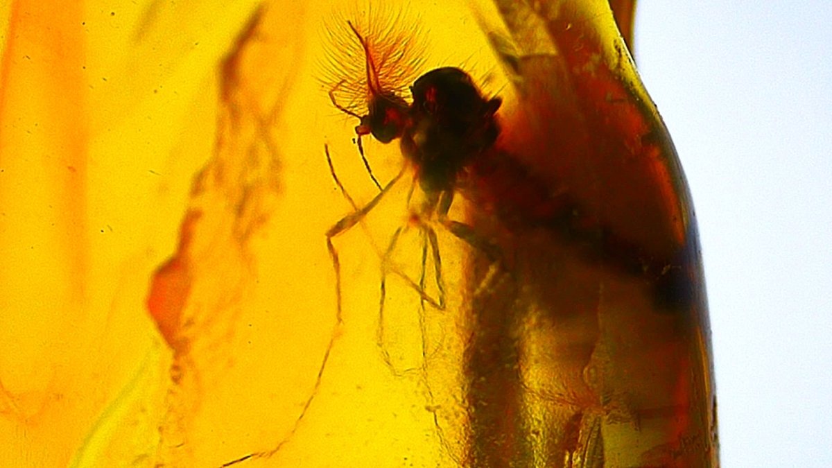 Baltic Amber fossil with Fly Species insect - Eocene, Baltic Sea Region ...