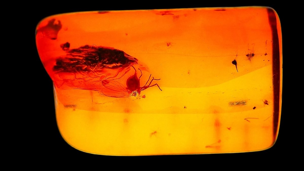 Baltic Amber fossil with Fly Species insect - Eocene, Baltic Sea Region - FossilsAndMore