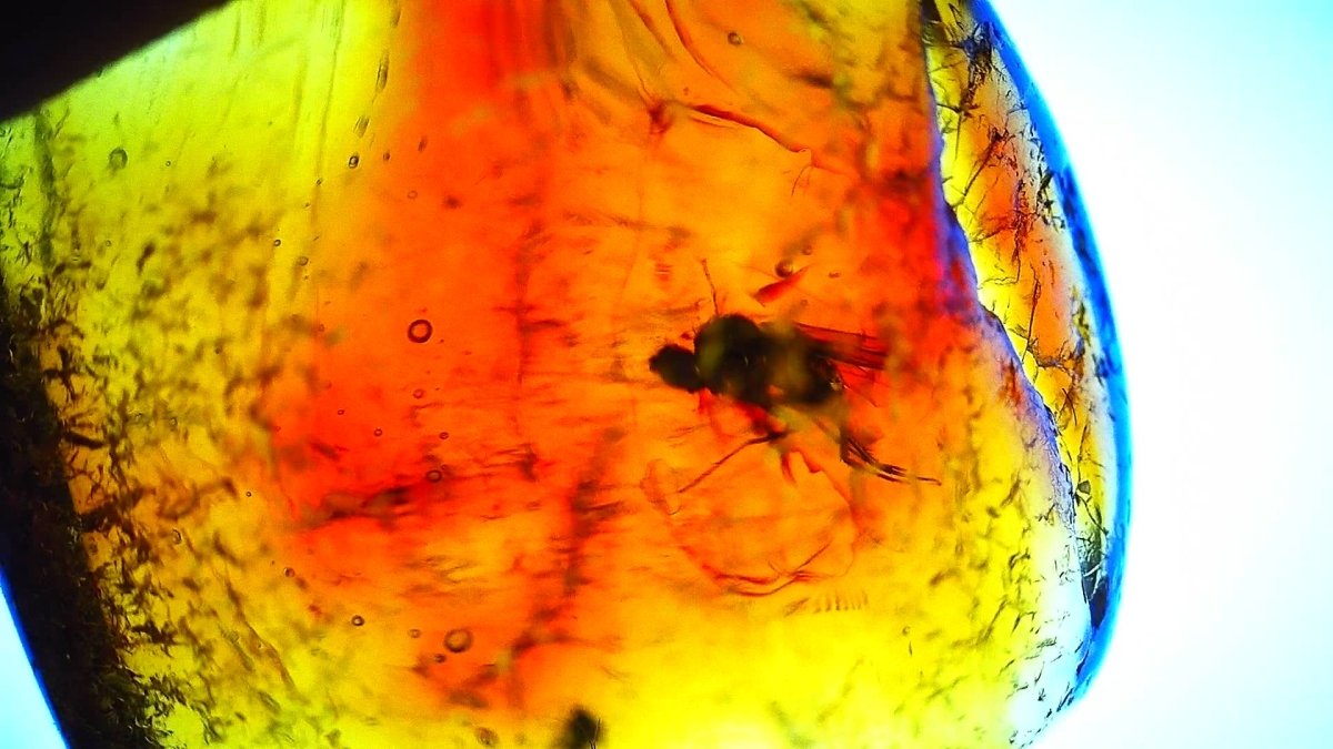 Baltic Amber fossil with Fly Species insect - Eocene, Baltic Sea Region - FossilsAndMore