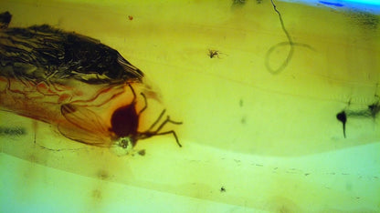 Baltic Amber fossil with Fly Species insect - Eocene, Baltic Sea Region - FossilsAndMore