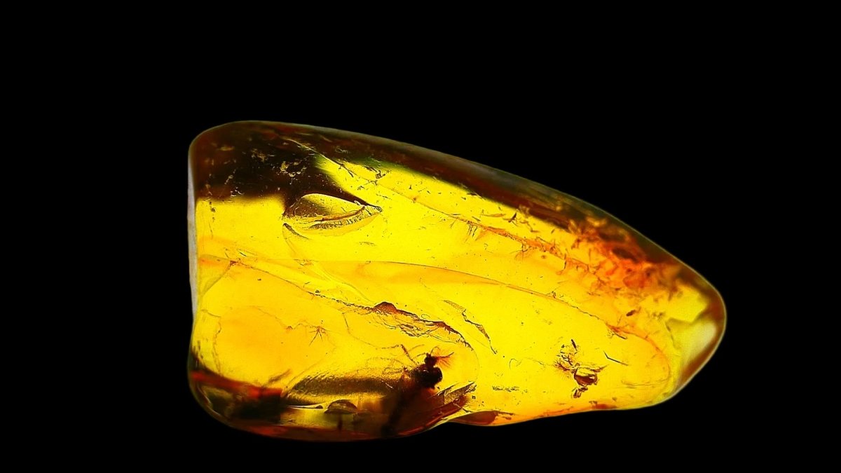 Baltic Amber fossil with Fly Species insect - Eocene, Baltic Sea Region - FossilsAndMore