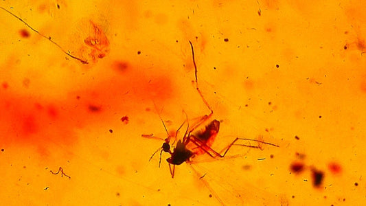 Baltic Amber fossil with Fly Species insect - Eocene, Baltic Sea Region - FossilsAndMore