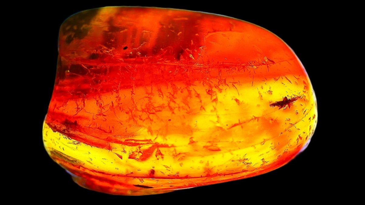 Baltic Amber fossil with Fly Species insect - Eocene, Baltic Sea Region - FossilsAndMore