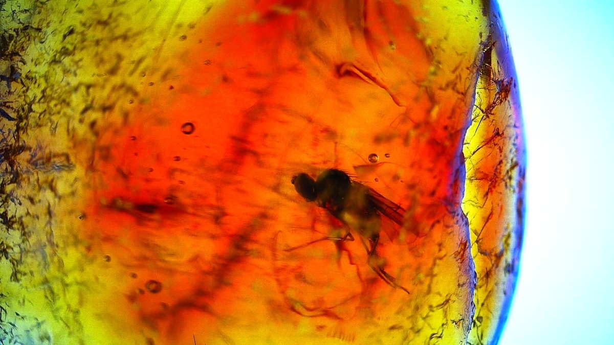 Baltic Amber fossil with Fly Species insect - Eocene, Baltic Sea Region - FossilsAndMore