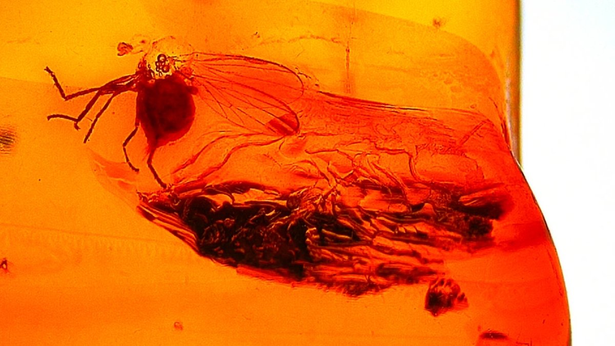 Baltic Amber fossil with Fly Species insect - Eocene, Baltic Sea Region - FossilsAndMore