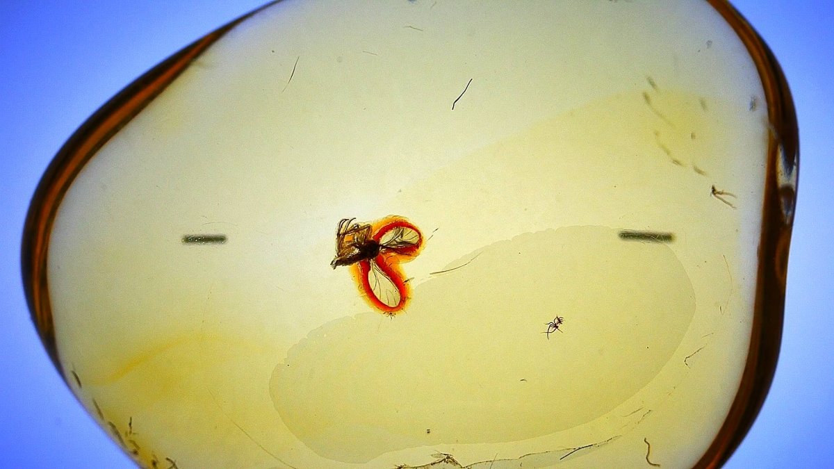 Baltic Amber fossil with Fly Species insect - Eocene, Baltic Sea Region - FossilsAndMore
