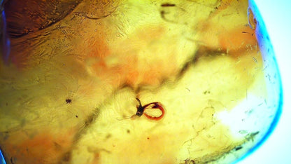 Baltic Amber fossil with Fly Species insect - Eocene, Baltic Sea Region - FossilsAndMore