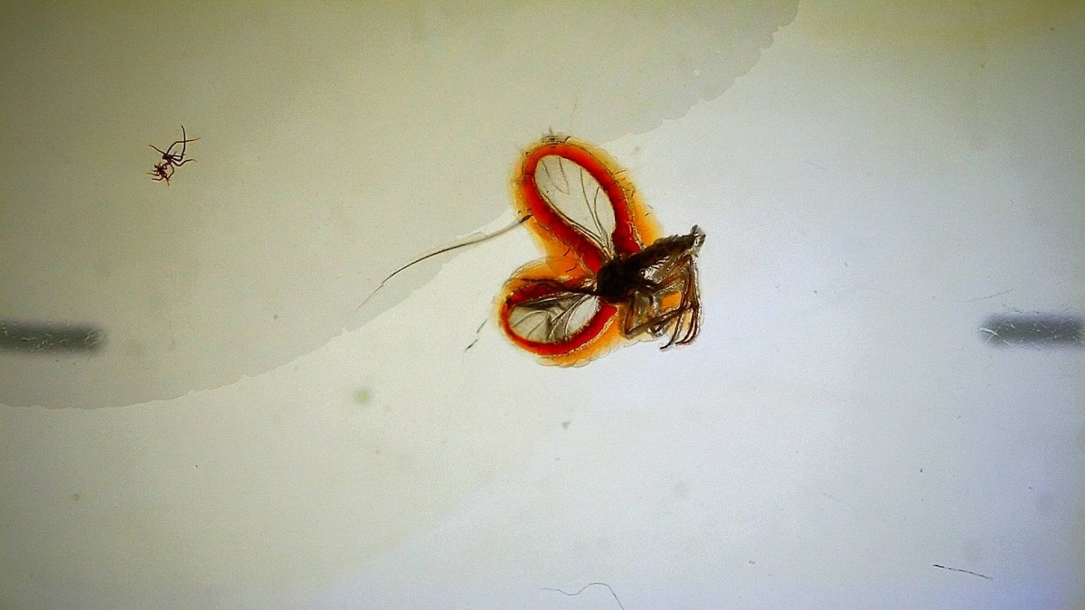 Baltic Amber fossil with Fly Species insect - Eocene, Baltic Sea Region - FossilsAndMore