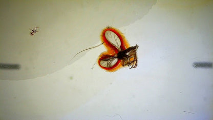 Baltic Amber fossil with Fly Species insect - Eocene, Baltic Sea Region - FossilsAndMore