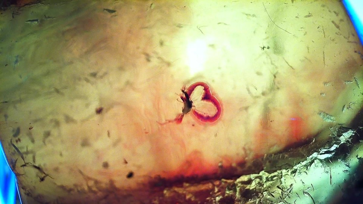 Baltic Amber fossil with Fly Species insect - Eocene, Baltic Sea Region - FossilsAndMore