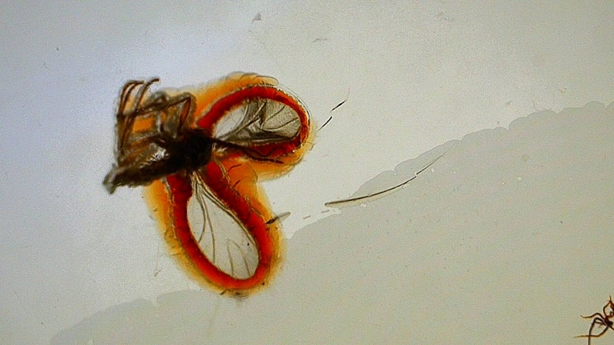 Baltic Amber fossil with Fly Species insect - Eocene, Baltic Sea Region - FossilsAndMore