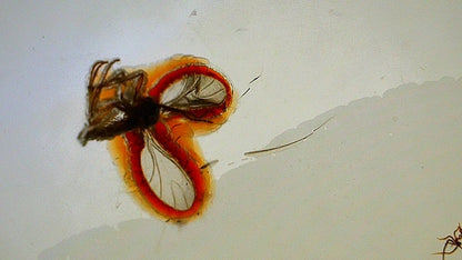 Baltic Amber fossil with Fly Species insect - Eocene, Baltic Sea Region - FossilsAndMore