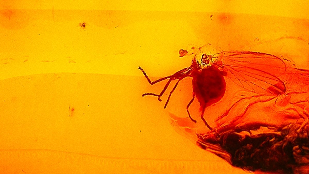 Baltic Amber fossil with a Fly Species insect - FossilsAndMore