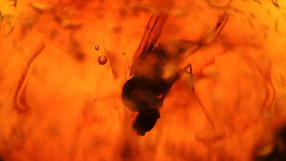 Baltic Amber fossil with Fly Species insect - Eocene, Baltic Sea Region - FossilsAndMore