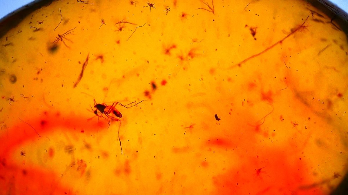 Baltic Amber fossil with Fly Species insect - Eocene, Baltic Sea Region - FossilsAndMore