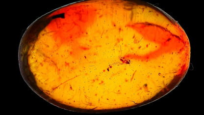 Baltic Amber fossil with Fly Species insect - Eocene, Baltic Sea Region - FossilsAndMore