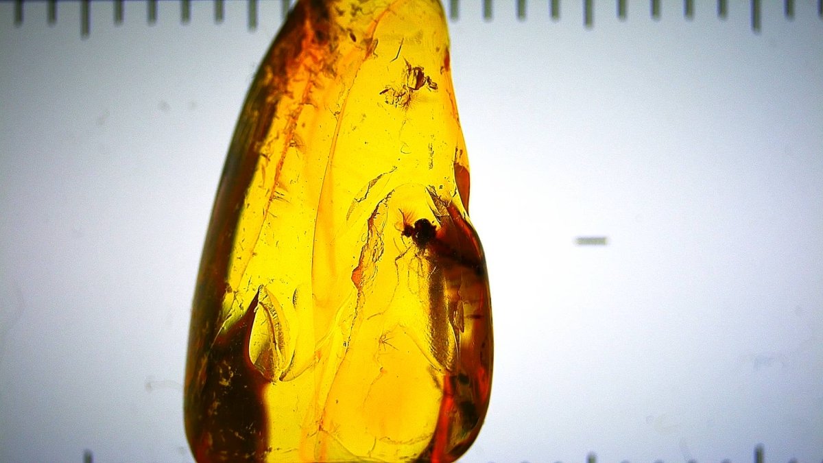 Baltic Amber fossil with Fly Species insect - Eocene, Baltic Sea Region - FossilsAndMore