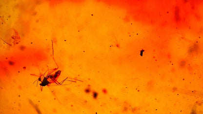 Baltic Amber fossil with Fly Species insect - Eocene, Baltic Sea Region - FossilsAndMore