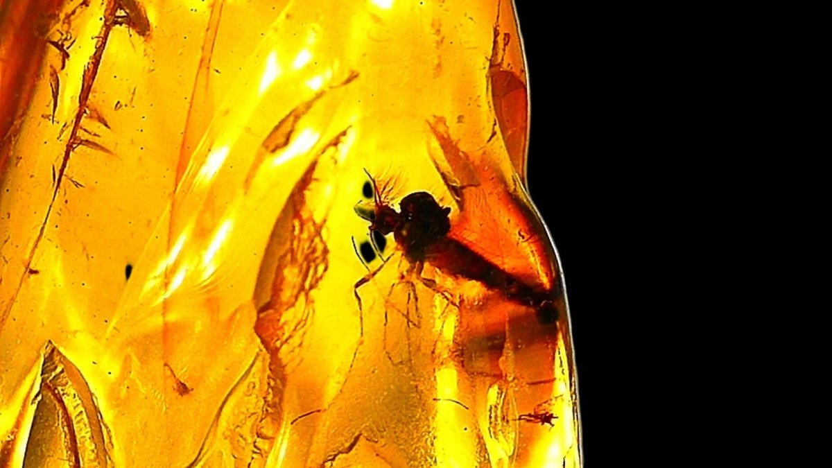 Baltic Amber fossil with Fly Species insect - Eocene, Baltic Sea Region - FossilsAndMore