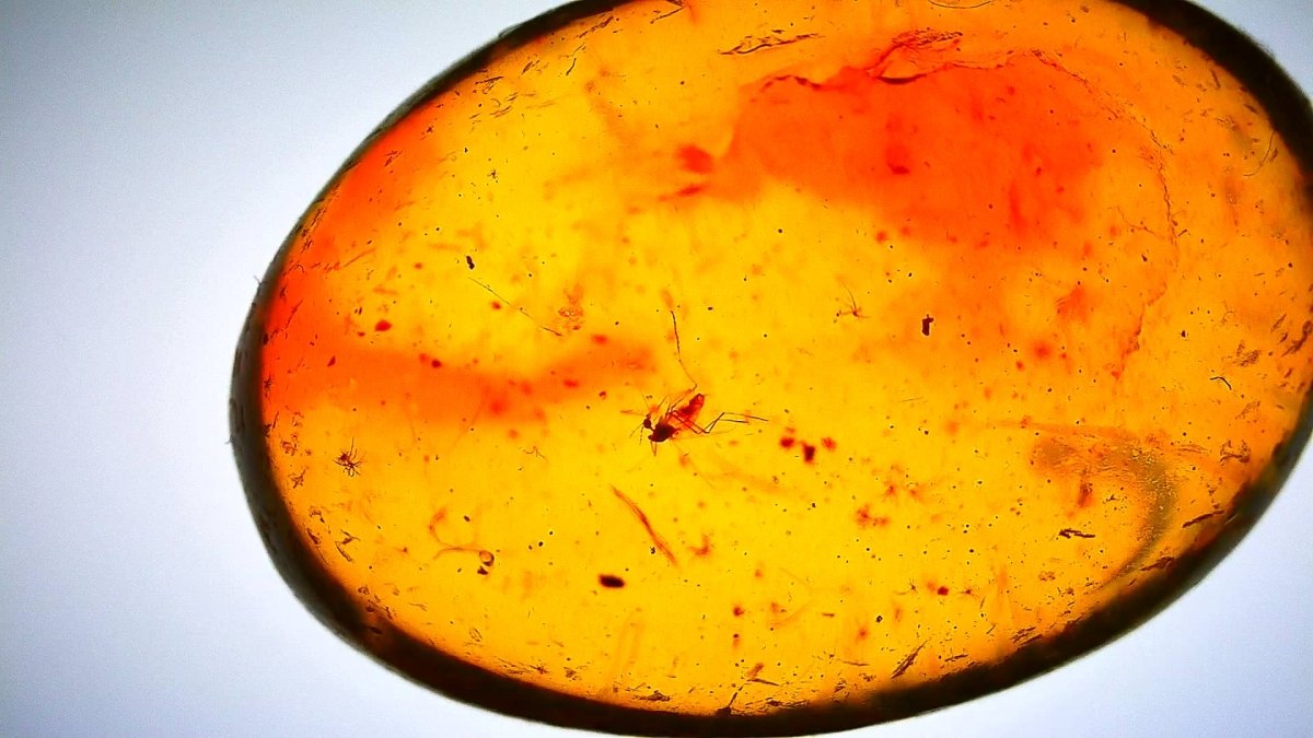 Baltic Amber fossil with Fly Species insect - Eocene, Baltic Sea Region - FossilsAndMore