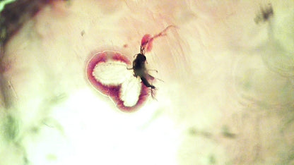 Baltic Amber fossil with Fly Species insect - Eocene, Baltic Sea Region - FossilsAndMore