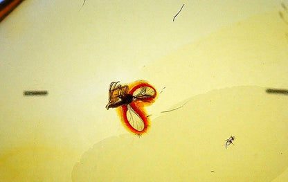 Baltic Amber fossil with Fly Species insect - Eocene, Baltic Sea Region - FossilsAndMore