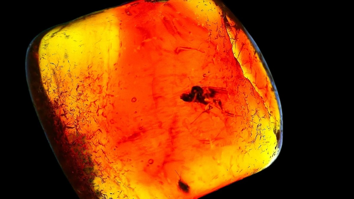 Baltic Amber fossil with Fly Species insect - Eocene, Baltic Sea Region - FossilsAndMore
