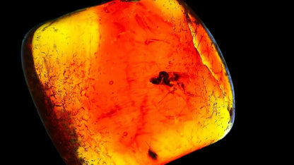 Baltic Amber fossil with Fly Species insect - Eocene, Baltic Sea Region - FossilsAndMore