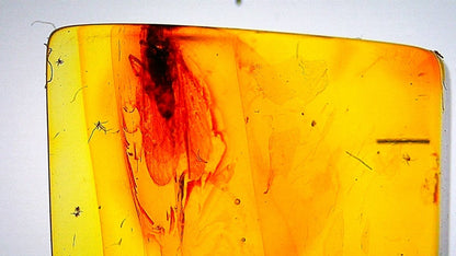 Amber inclusion with a preserved insect inside on a white background