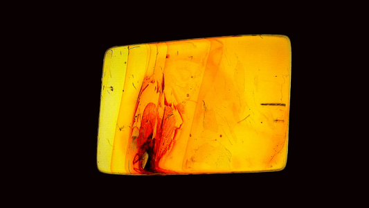 Baltic Amber fossil with fly species insect inclusion from Baltic Sea Region - FossilsAndMore