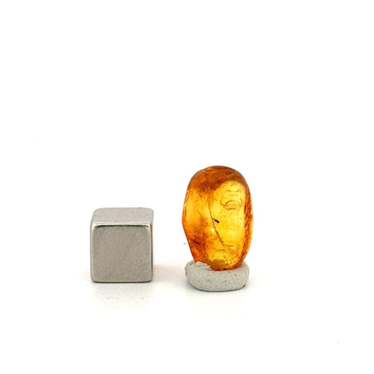 Baltic Amber fossil with small fly species insect inclusion from Baltic Sea Region - FossilsAndMore