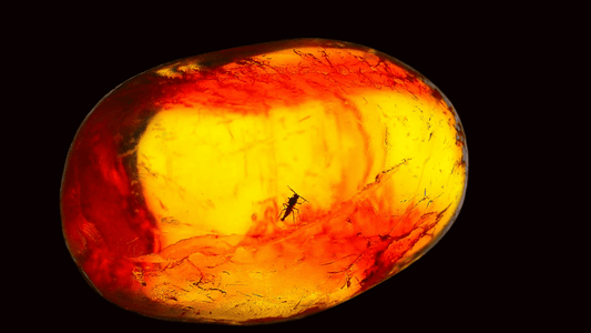 Baltic Amber fossil with small fly species insect inclusion from Baltic Sea Region - FossilsAndMore