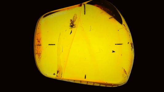 Transparent amber with embedded insect on a black background