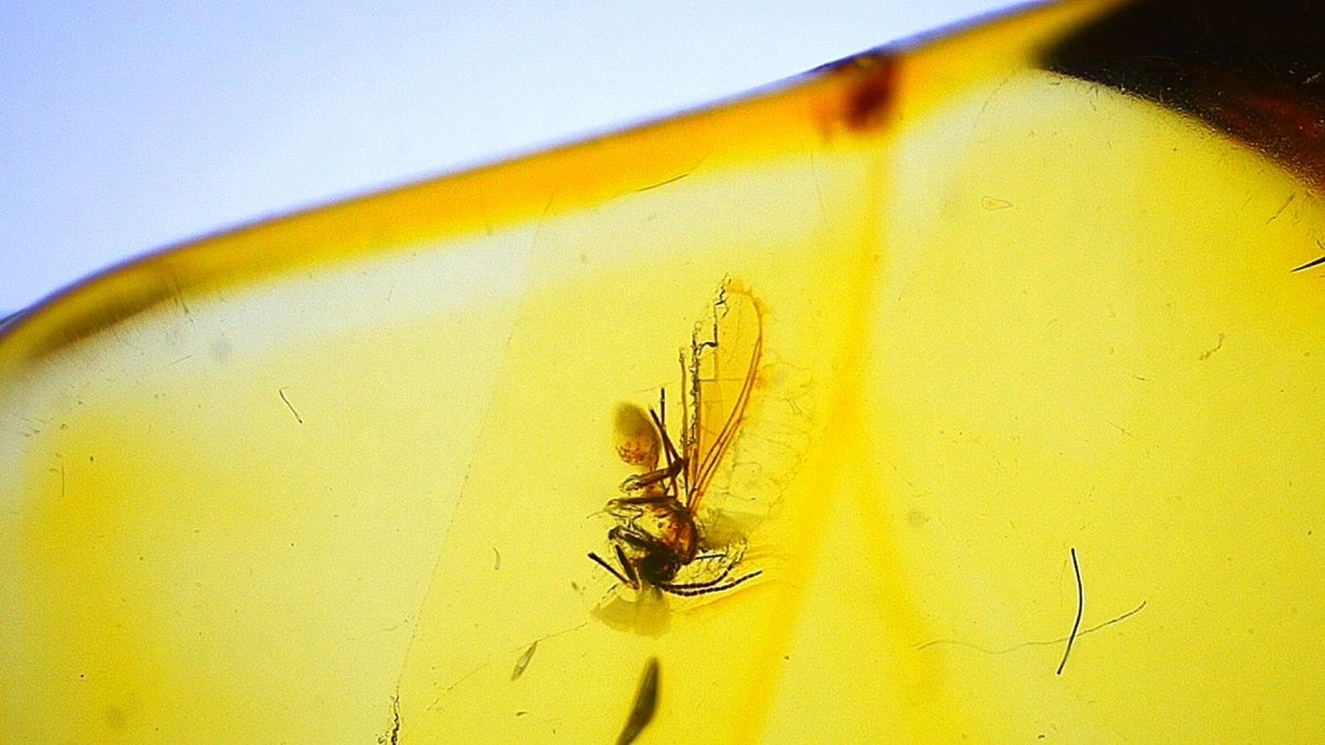 Insect encased in amber with a clear blue sky background