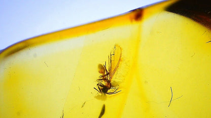 Insect encased in amber with a clear blue sky background