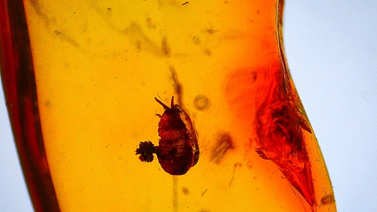 Baltic Amber with a Coccina Pityococcidae Species - FossilsAndMore