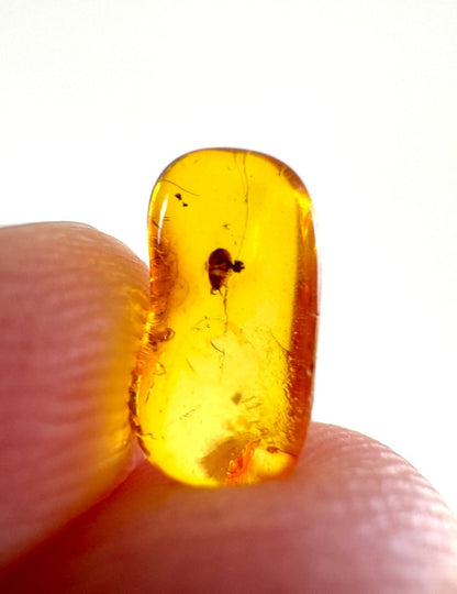 Baltic Amber with a Coccina Pityococcidae Species - FossilsAndMore