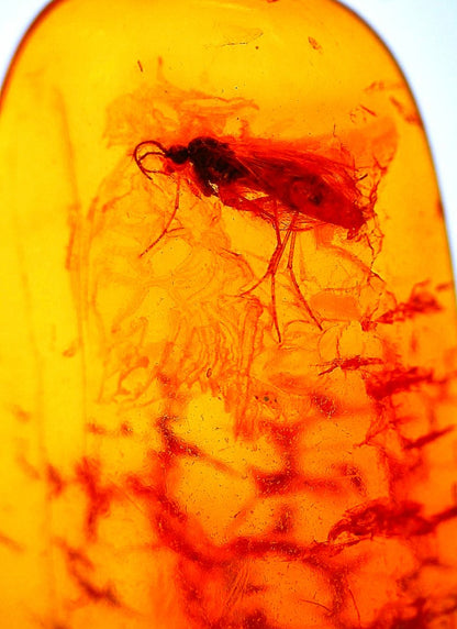 Baltic Amber with Diptera Nematocera (Gnat) - FossilsAndMore