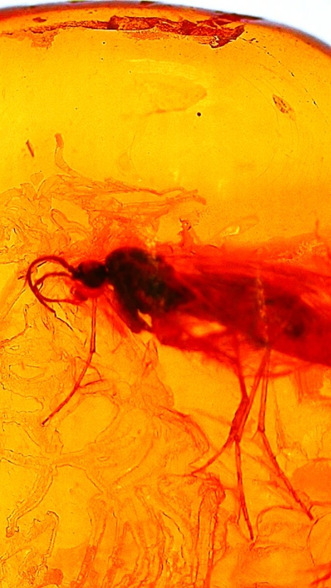 Baltic Amber with Diptera Nematocera (Gnat) - FossilsAndMore