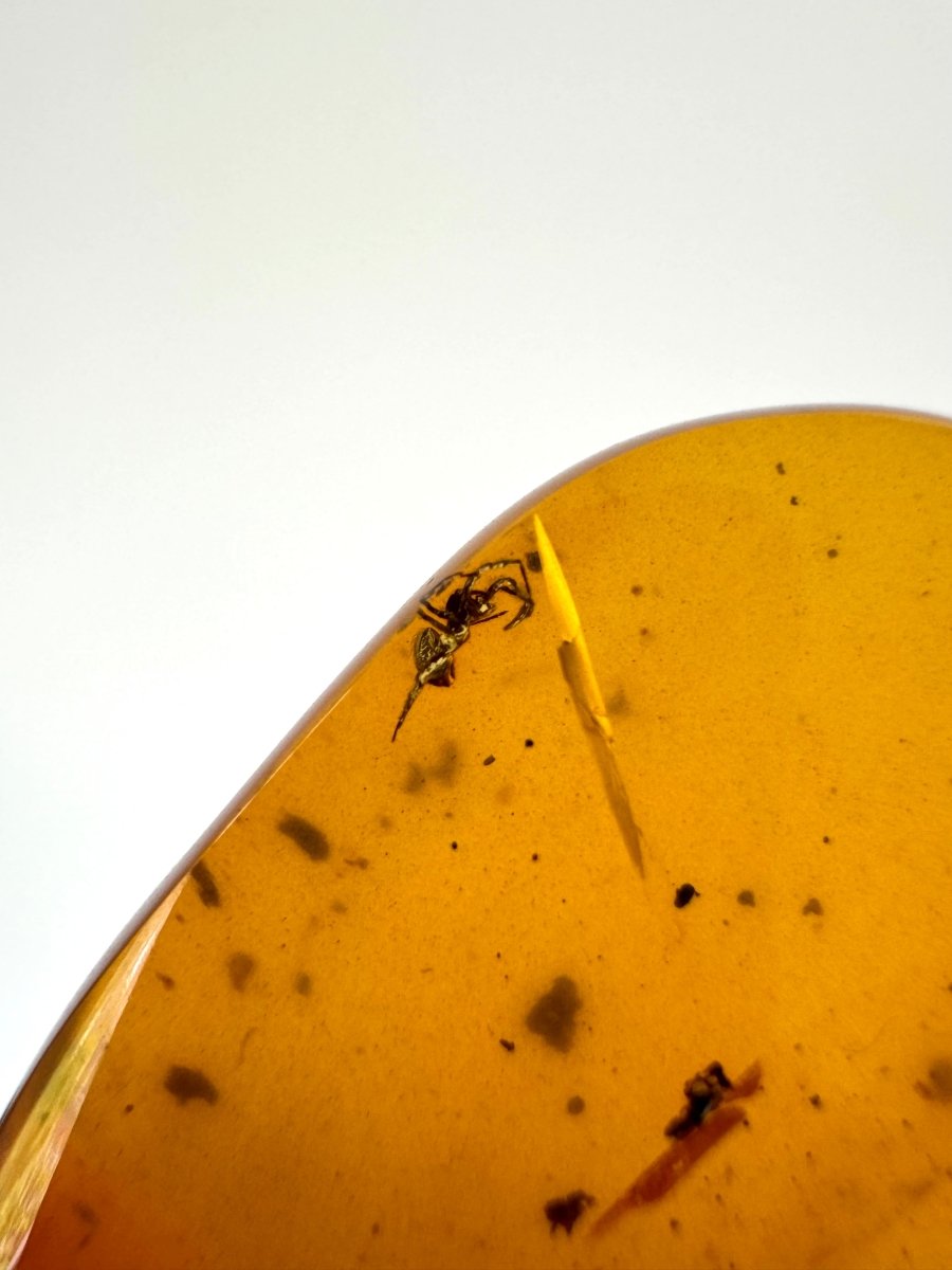 Big piece of Burmese Amber fossil with small Spider insect (Burmite amber) - FossilsAndMore